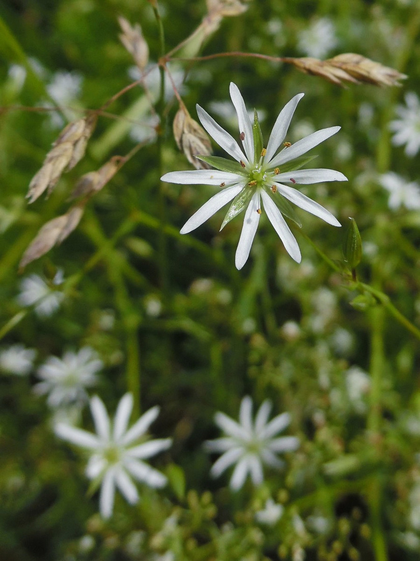 Изображение особи Stellaria graminea.