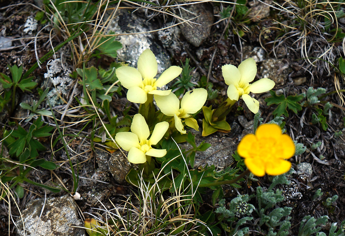 Изображение особи Gentiana oschtenica.