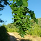 Carpinus betulus. Верхушка побега с созревающими соплодиями. ЮЗ Крым, Варнутская долина, окр. с. Резервное, обочина дороги. 31.07.2017.