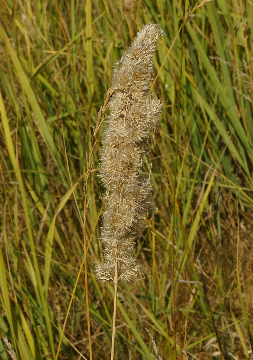 Изображение особи Calamagrostis epigeios.