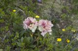 Rhododendron caucasicum. Верхушка цветущего растения. Кабардино-Балкария, Приэльбрусье, северный склон горы Чегет, 2700 м н.у.м. 29.06.2008.