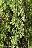 Salix &times; sepulcralis