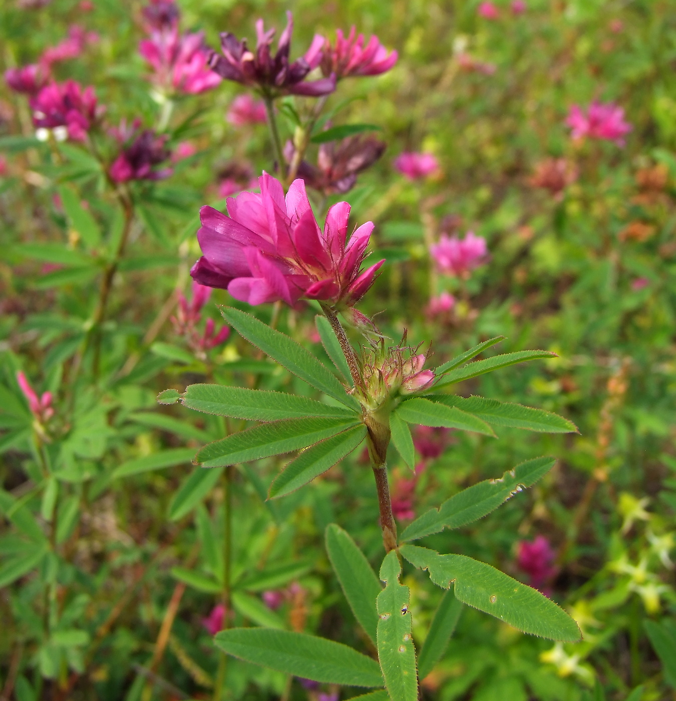 Изображение особи Trifolium lupinaster.