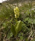 Orchis pallens