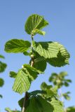 Corylus avellana