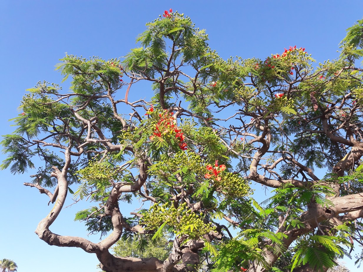 Изображение особи Delonix regia.