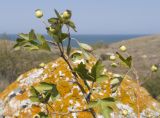 genus Crataegus. Верхушка ветви с незрелыми плодами. Крым, Керченский п-ов, Приазовье, Генеральские пляжи, балка в петрофитной степи, сходящая к берегу моря. 18.08.2018.