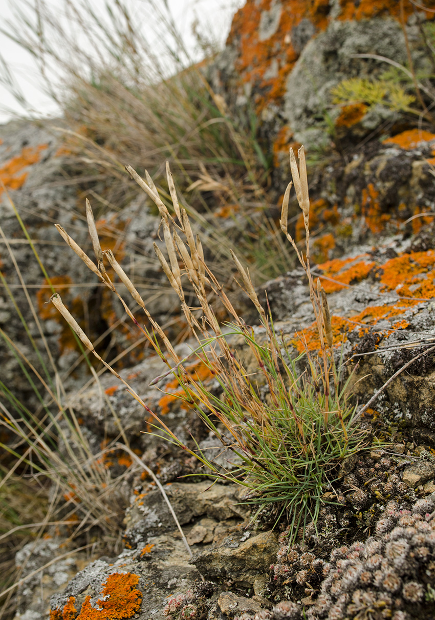 Изображение особи Dianthus acicularis.