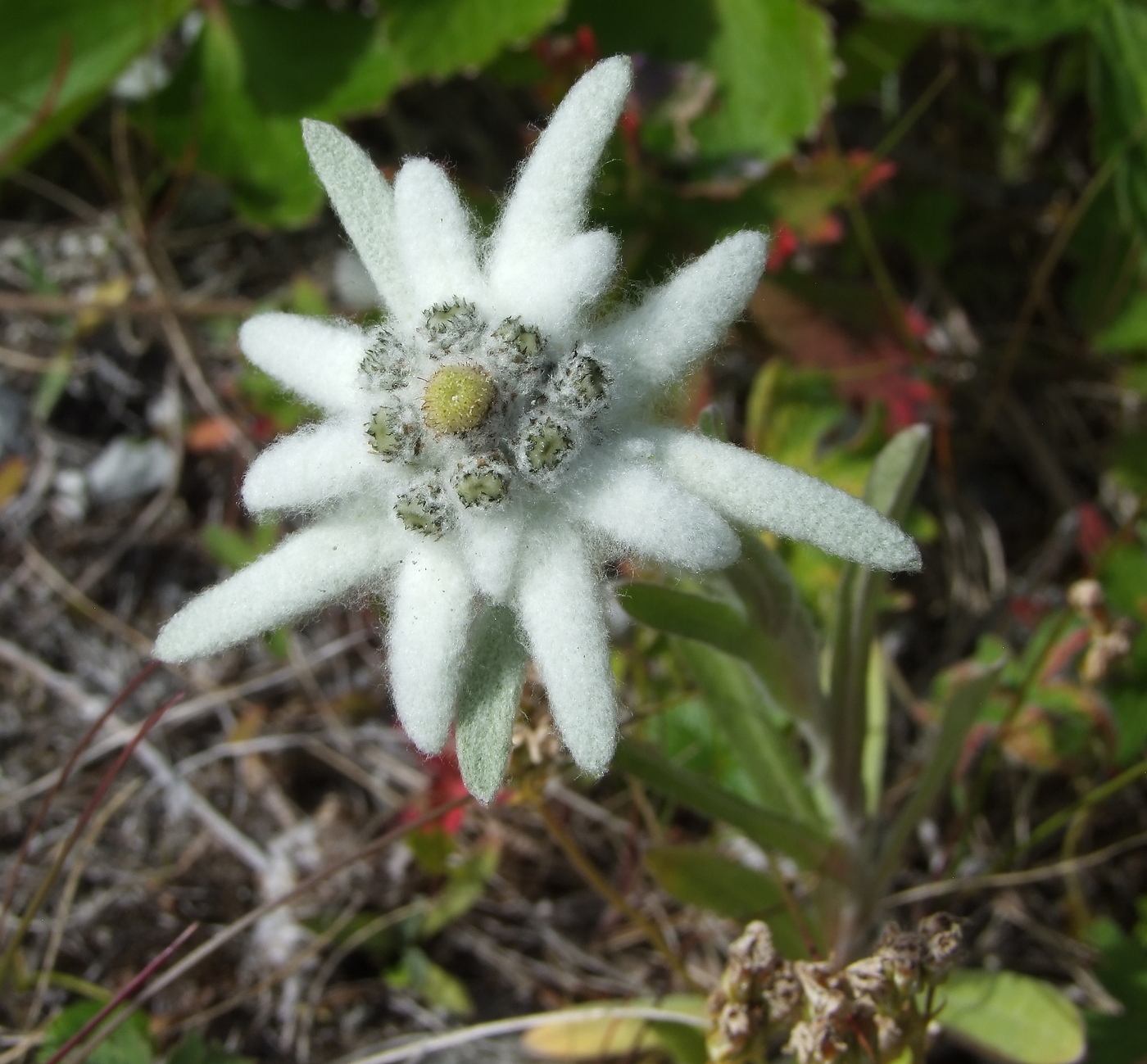 Изображение особи Leontopodium stellatum.