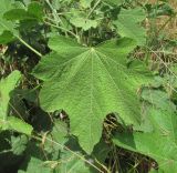 Alcea rugosa