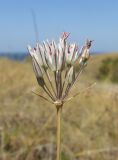 Allium moschatum. Верхушка побега с соцветием. Крым, Тарханкутский п-ов, балка Калоша, степь. 25 августа 2019 г.