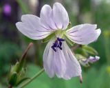 Geranium krylovii