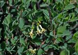 Lonicera microphylla. Верхушка побега с соцветием. Алтай, Кош-Агачский р-н, долина р. Чаган-Узун, ≈ 1700 м н.у.м., горная полупустыня. 12.06.2019.