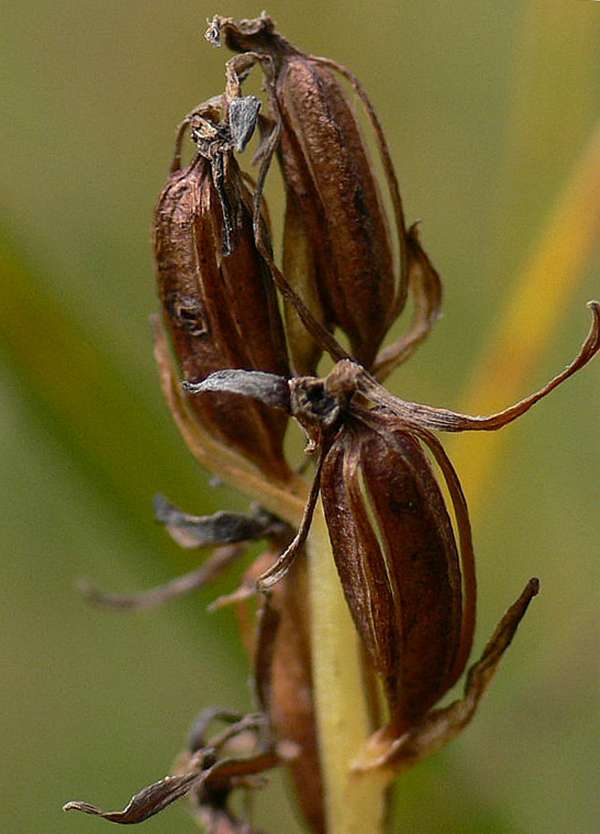 Изображение особи Platanthera tipuloides.