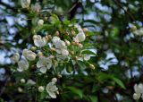 Malus prunifolia