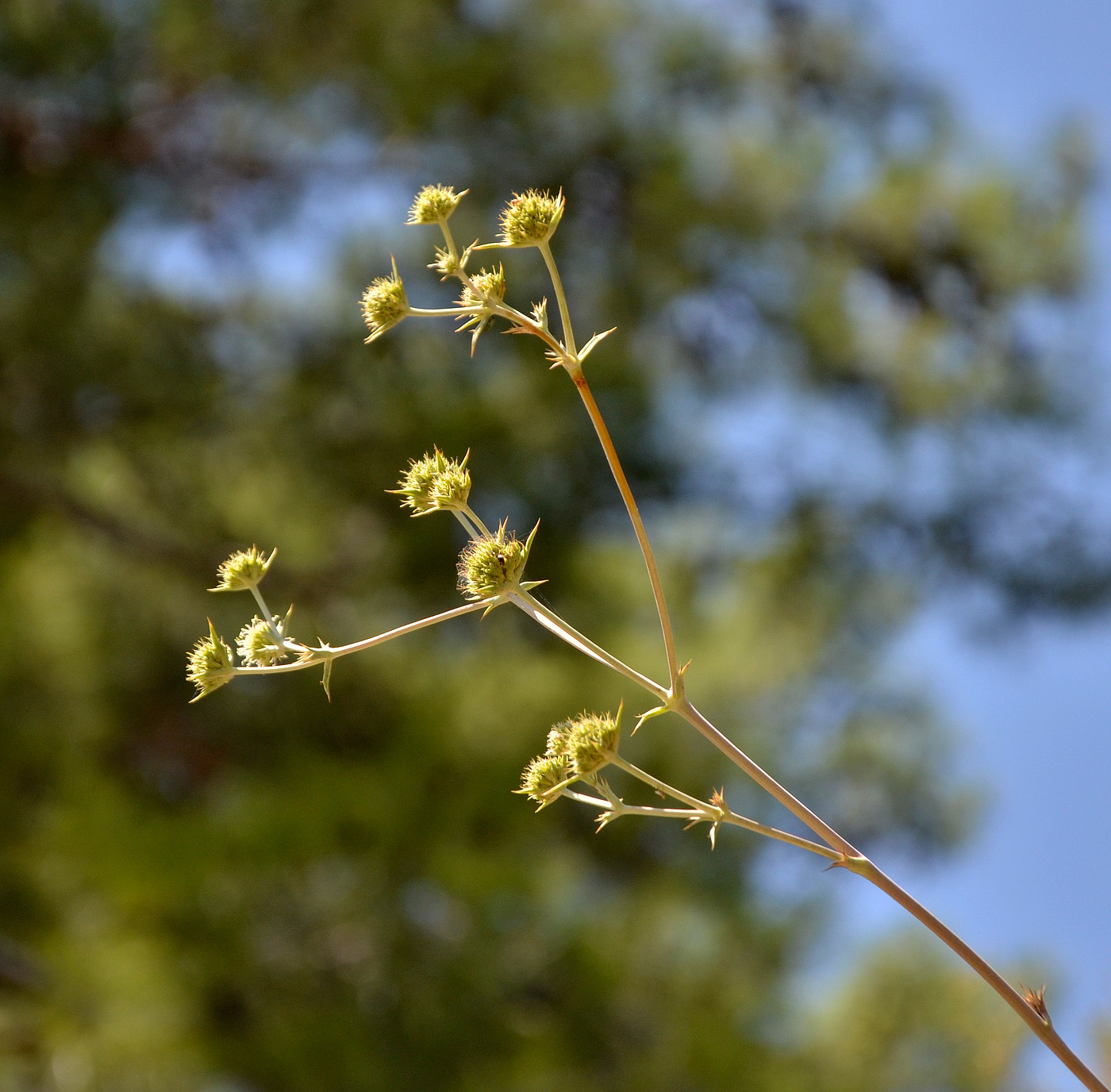 Изображение особи Eryngium thorifolium.