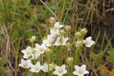 Parnassia palustris. Верхушки побегов с цветками, плодами и веснянкой(?). Республика Алтай, Кош-Агачский р-н, плоскогорье Укок, окр. р. Музды-Булак, берег небольшого озера. 4 августа 2020 г.