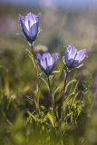 Campanula ciliata