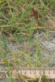 Carex cuspidata