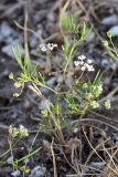 Aphanopleura capillifolia. Цветущее растение. Узбекистан, Самаркандская обл., Ургутский р-н, глинисто-песчаная почва. 08.05.2022.