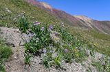 Allium platyspathum