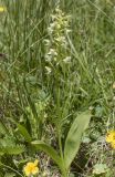 Platanthera chlorantha