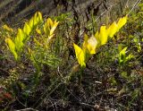 Polygonatum odoratum. Плодоносящие растения в осенней окраске. Башкортостан, Учалинский р-н, Миндякский сельсовет, каменистый склон горы Акбура ≈ 750 м н.у.м. 3 сентября 2023 г.