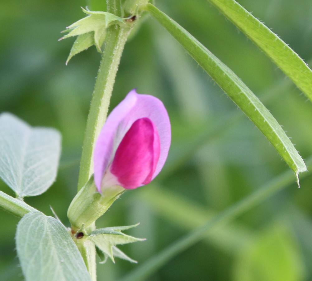 Изображение особи Vicia sativa.