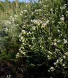 Galium octonarium. Верхушка цветущего растения. Ростовская обл., Азовский р-н, окр. пос. Новый, сухой склон берега пруда. 7 июня 2011 г.