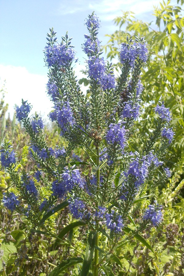 Изображение особи Veronica longifolia.