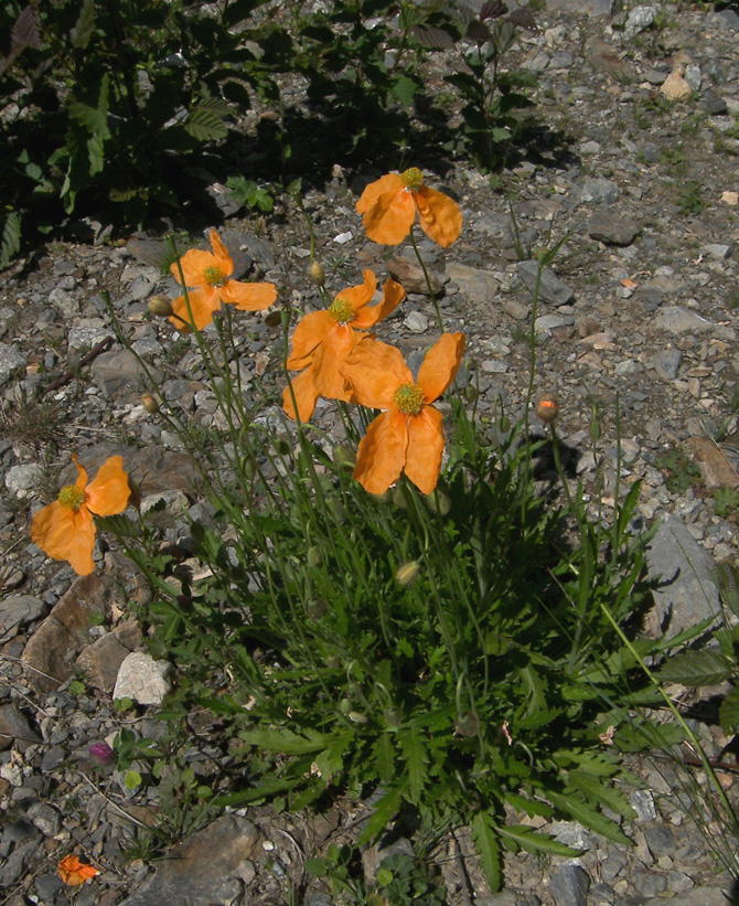 Изображение особи Papaver oreophilum.