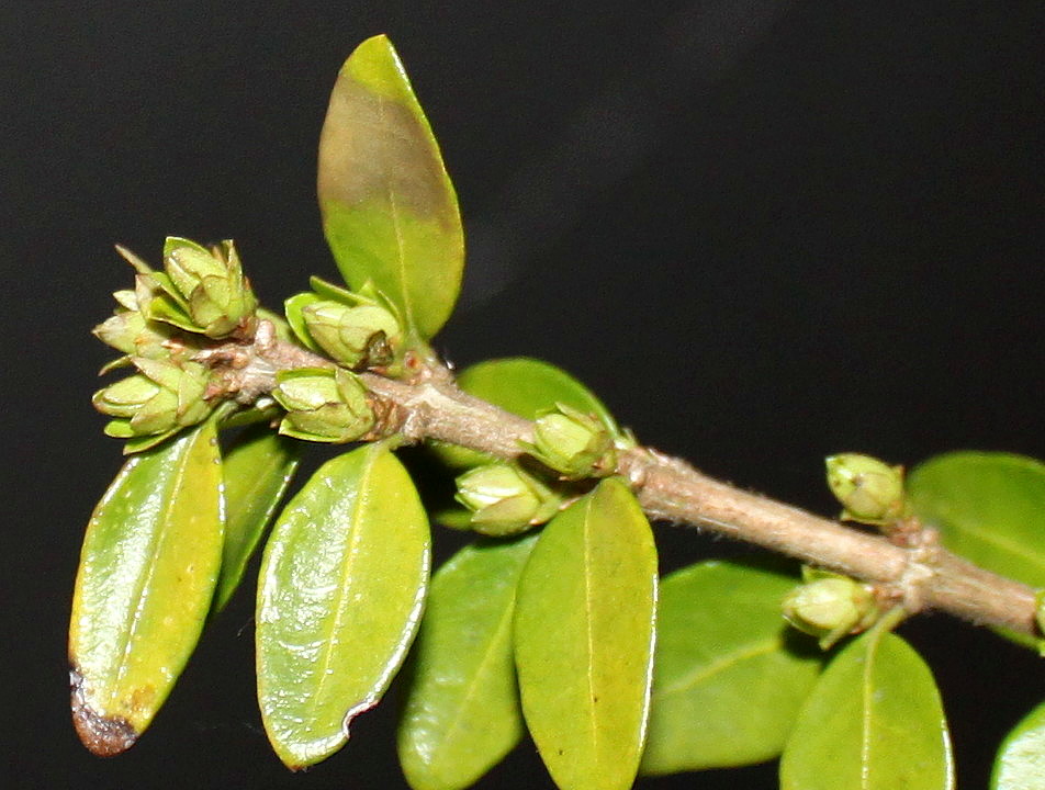 Изображение особи Lonicera ligustrina var. yunnanensis.