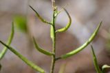 Chorispora tenella. Часть соплодия. Астрахань, около площадки метеостанции. 08.05.2012.