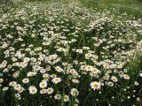 Leucanthemum vulgare