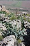 Eremurus regelii. Расцветающие растения. Южный Казахстан, горы Каракус; высота 850 м н.у.м. 20.04.2012.