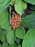 Schisandra chinensis