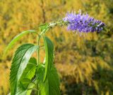 Veronica longifolia