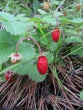 Fragaria orientalis