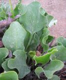 Limonium perezii