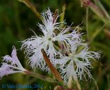 Dianthus superbus