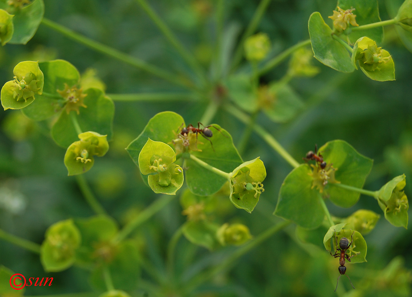 Изображение особи Euphorbia kaleniczenkoi.