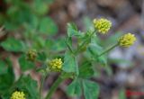 Medicago lupulina