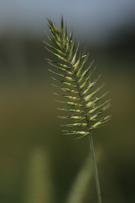 Изображение особи Agropyron pectinatum.