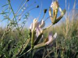 Astragalus stenoceras