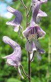 Aconitum septentrionale. Часть соцветия. Кемеровская обл., Кемеровский р-н, окр. с. Смолино, лесной луг. 17.07.2009.