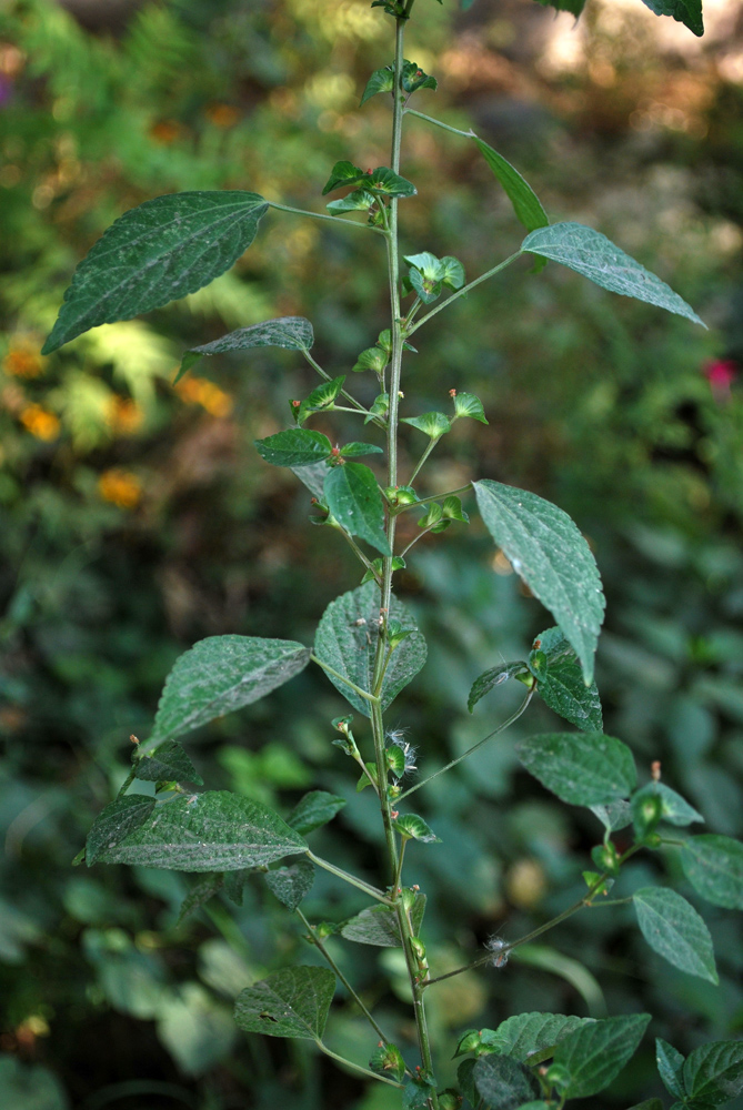 Изображение особи Acalypha australis.