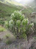 Echium decaisnei. Цветущее растение. Испания, Канарские о-ва, Гран Канария, муниципалитет Mogán, окр. населённого пункта Tasarte. 28 февраля 2010 г.
