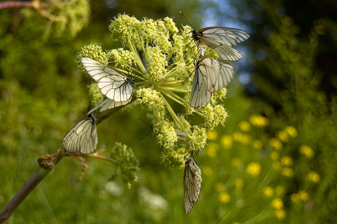 Изображение особи Archangelica officinalis.