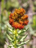 Rhodiola linearifolia. Верхушка растения с соплодием. Кыргызстан, Нарынская обл., левый берег р. Нарын, долина руч. Ирису. 12.06.2015.