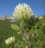 Trifolium canescens